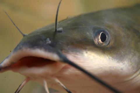 Channel catfish Channel catfish (Ictalurus punctatus)