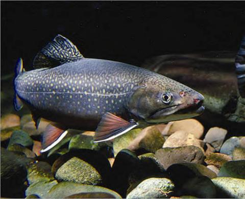 Brook trout Brook trout