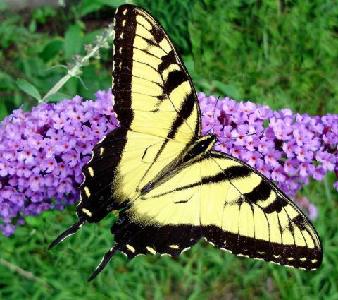 Eastern tiger swallowtail Eastern tiger swallowtail butterfly (Papilio glaucus)