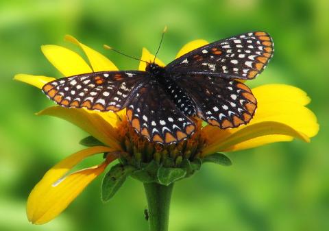 Baltimore checkerspot butterfly Baltimore checkerspot butterfly