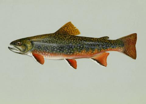 Brook trout Brook trout (Salvelinus fontinalis)