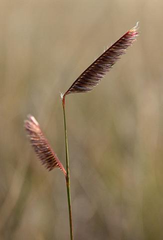 Blue grama grass Blue grama grass