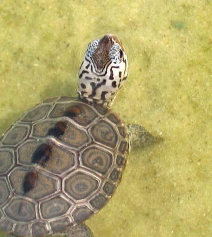 Diamondback terrapin turtle