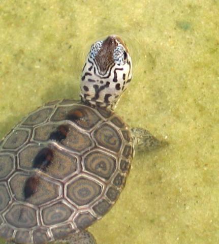 Diamondback terrapin turtle Diamondback terrapin turtle
