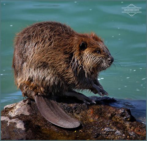Beaver Beaver (Castor canadensis)