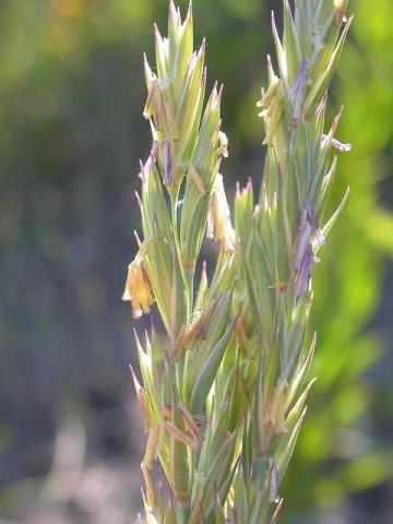 Western Wheatgrass (Agropyron smithii)