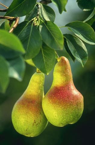 Pears (Pyrus communis) official state fruit of Oregon