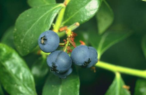 Blueberry plant with ripe blueberries