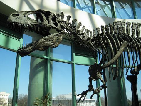 Acrocanthosaurus atokensis dinosaur fossil