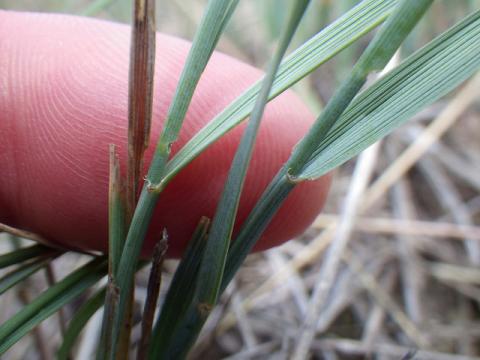 Western wheat grass (Agropyron smithii)