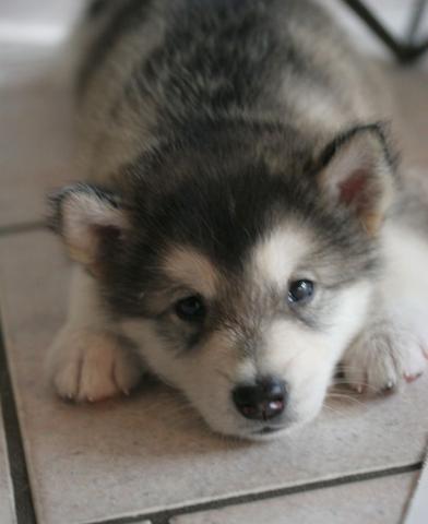 Alaskan malamute puppy Alaskan malamute puppy