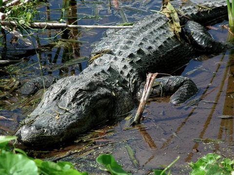 Alligator in Everglades National Park Alligator in Everglades National Park, Florida