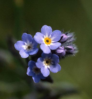 Alpine forget-me-not; state flower of Alaska