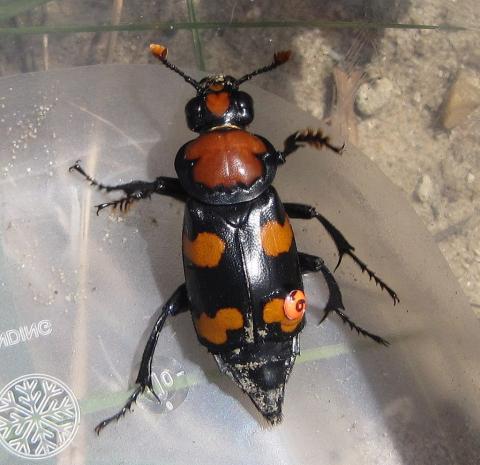 American burying beetle American burying beetle