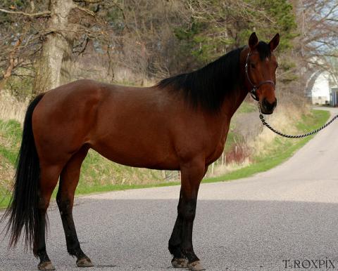 American quarter horse American quarter horse