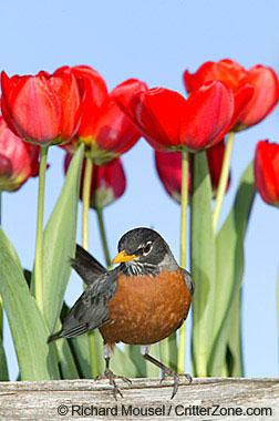 American robin in tulips
