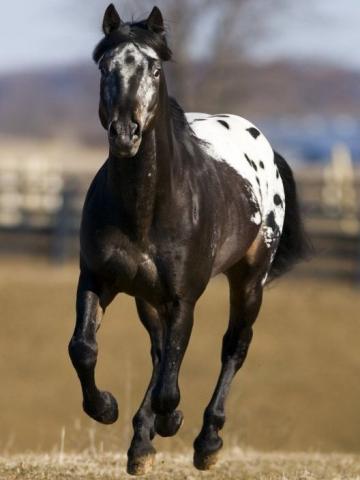 Appaloosa horse Appaloosa horse
