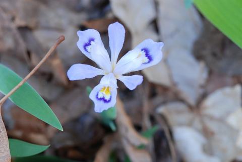 Wild iris in Arkansas Wild iris in Arkansas