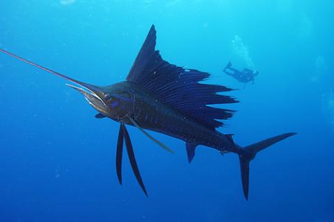 Atlantic sailfish