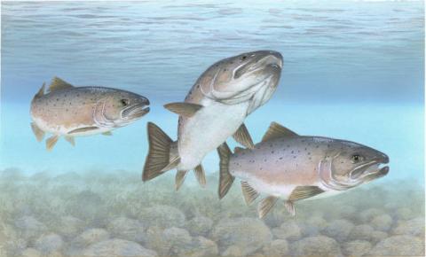 Atlantic salmon (Salmo salar) illustration