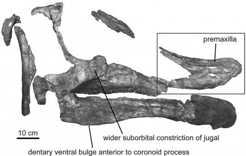 Augustynolophus morrisi skull Augustynolophus morrisi skull