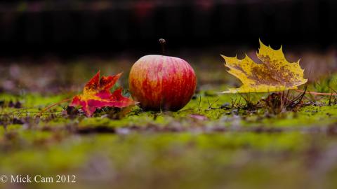 Autumn apple Autumn apple
