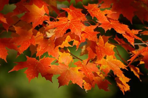 New York-Sugar Maple | State Symbols USA