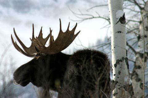 Bull moose Bull moose
