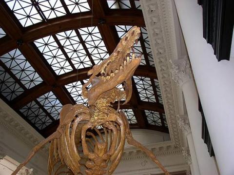 Basilosaurus cetoides fossil Basilosaurus cetoides fossil