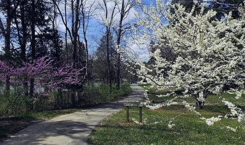 Bernheim Arboretum and Forest Bernheim Arboretum and Forest