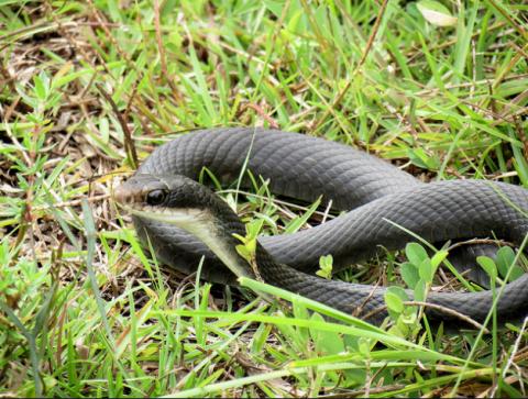 Black racer Black racer