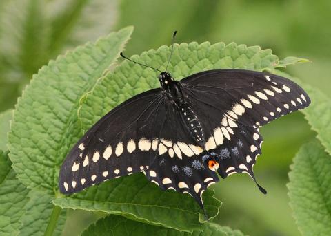 Black swallowtail butterfly (Papilio polyxenes) Black swallowtail butterfly (Papilio polyxenes) - Oklahoma state butterfly