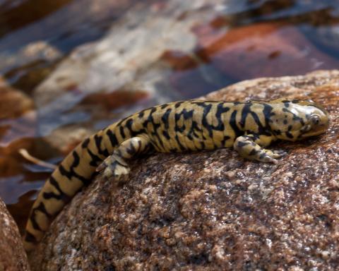 Photo of blotched tiger salamander on rock