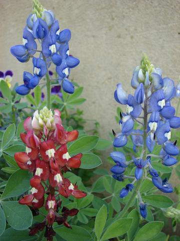 Bluebonnets and a maroon bluebonnet Bluebonnets and a maroon bluebonnet