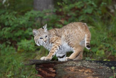 Bobcat (Lynx rufus) Adolescent Bobcat (Lynx rufus)