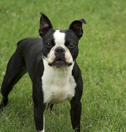 florida symbols state pictures with of Terrier Symbols Dog USA State   State Boston