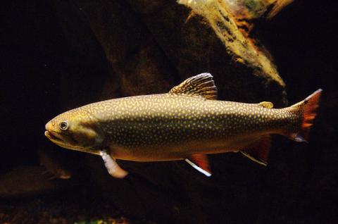 Brook trout Brook trout