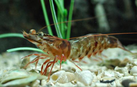 Brown shrimp Brown shrimp; crustacean symbol of Alabama and Texas