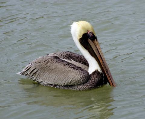 Brown pelican Brown pelican