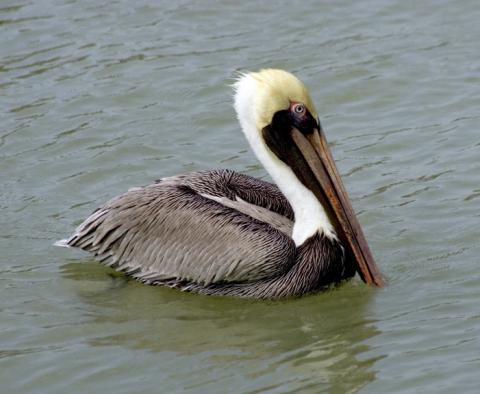 pelican brown louisiana bird state national everglades wildlife public birds park symbol domain occidentalis official service facts statesymbolsusa rodney