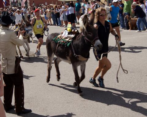 Colorado pack burro race Colorado pack burro race