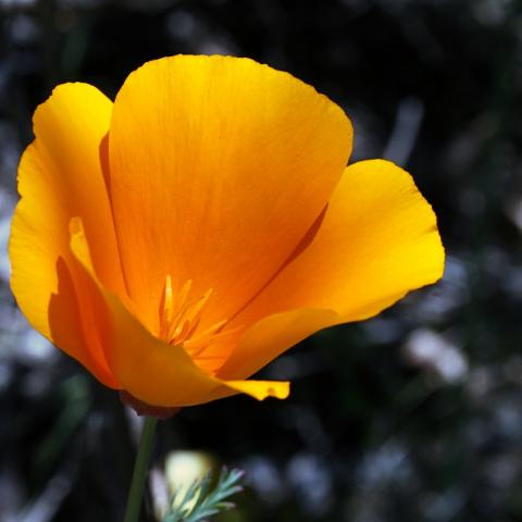 California poppy California poppy
