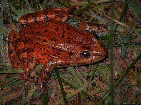 California State Amphibian - California red-legged frog (Rana draytonii)