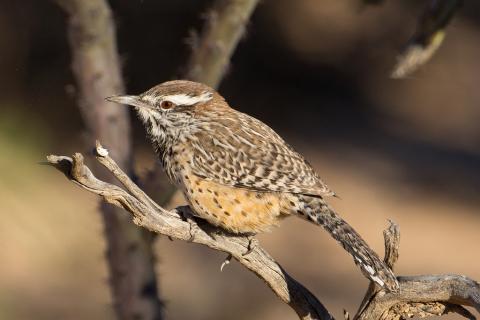 Cactus wren Cactus wren in Agua Caliente Park, Tucson, AZ