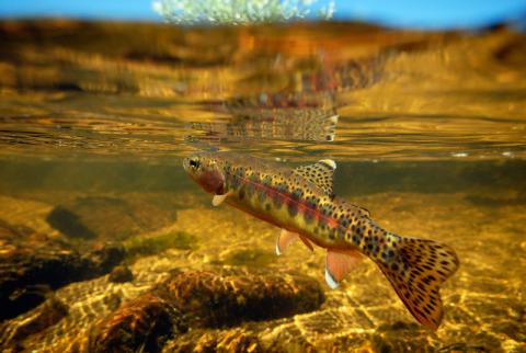 California golden trout California golden trout