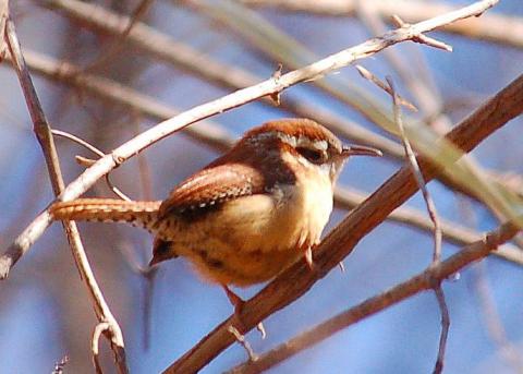 Carolina wren Carolina wren