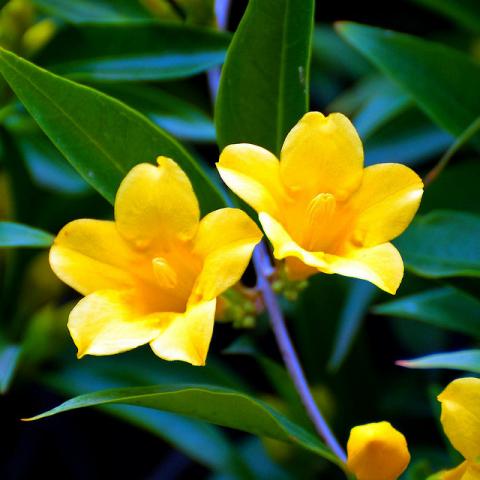 Yellow jessamine flowers Carolina yellow jessamine flowers