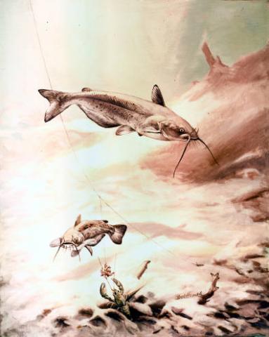 Channel catfish (Ictalurus punctatus) artwork