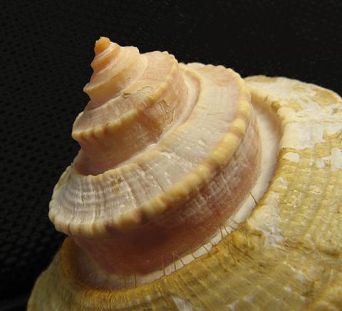 Channeled Whelk Shell
