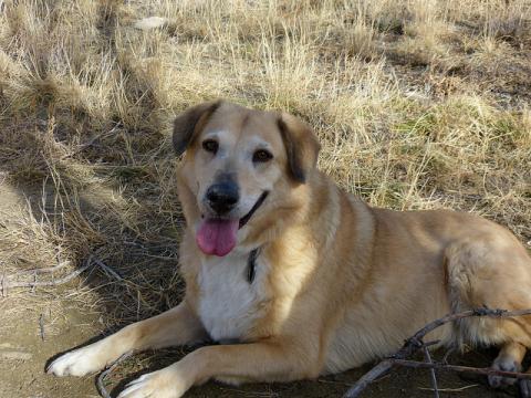 Chinook dog Chinook dog